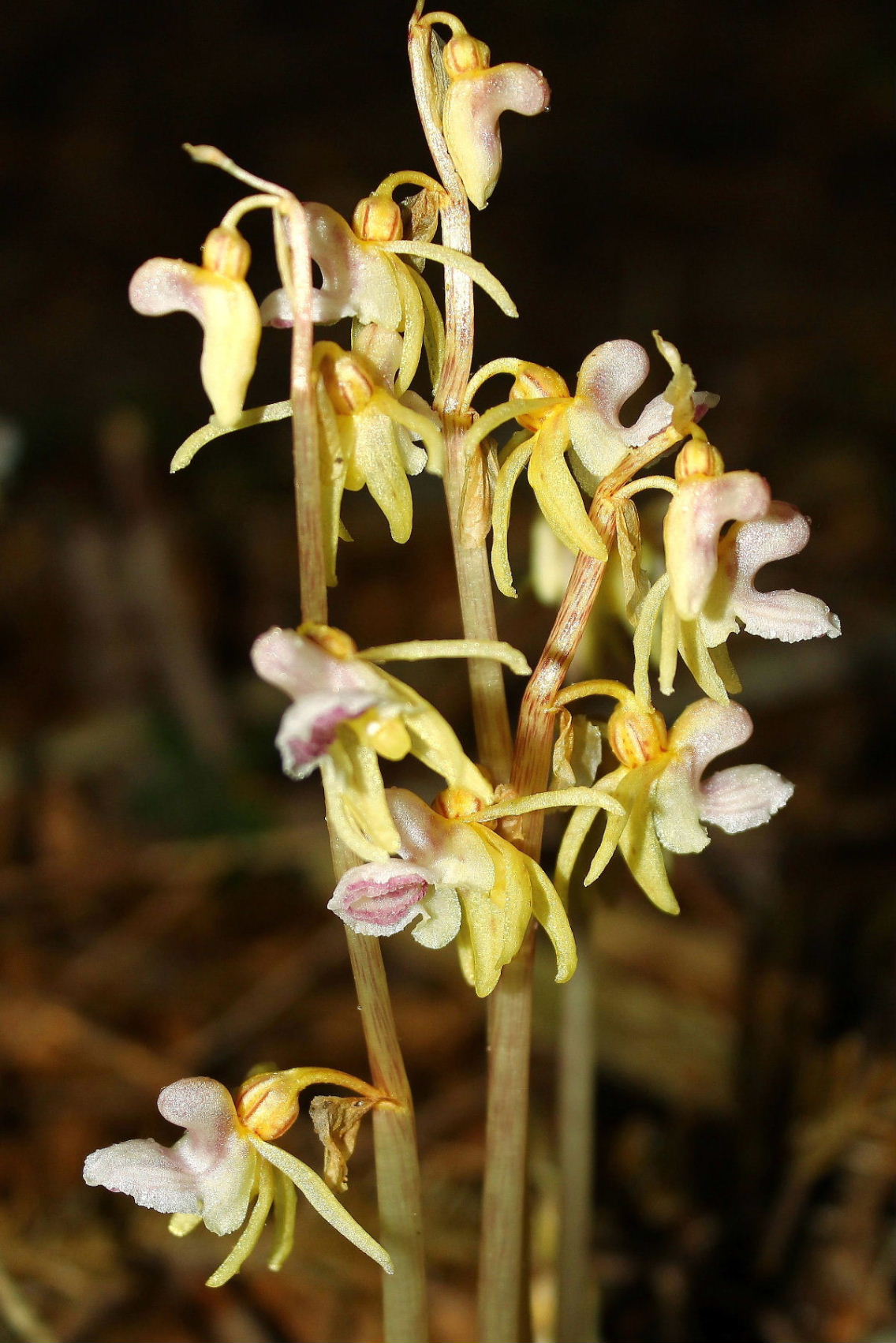 Epipogium aphyllum  in Val dAveto